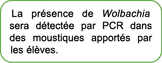 La pr sence de Wolbachia sera d tect e par PCR dans des moustiques apport s par les l ves.