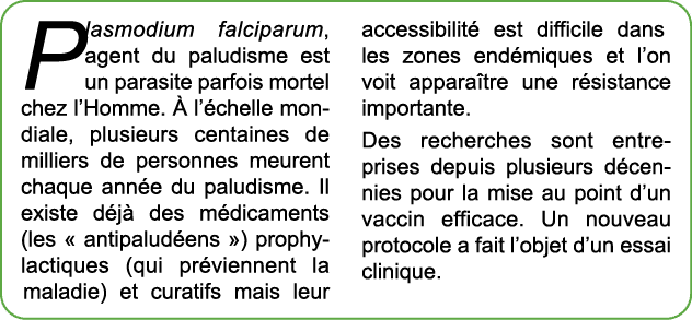 Plasmodium falciparum, agent du paludisme est un parasite parfois mortel chez l’Homme.  l’ chelle mondiale, plusieur...