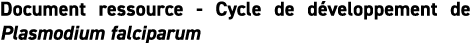 Document ressource Cycle de d veloppement de Plasmodium falciparum