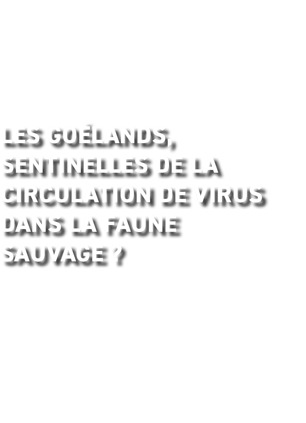 Les go lands, sentinelles de la circulation de virus dans la faune sauvage ? 