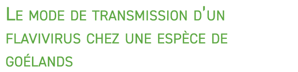 Le mode de transmission d’un flavivirus chez une esp ce de go lands