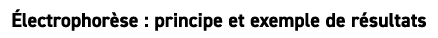  lectrophor se : principe et exemple de r sultats