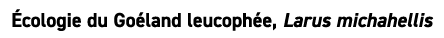  cologie du Go land leucoph e, Larus michahellis