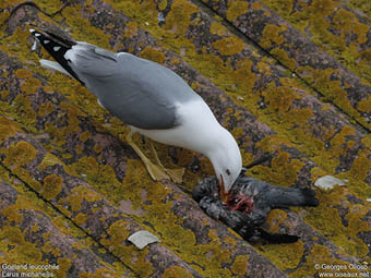 Go land leucoph e. Les leucoph es sont de grands consommateurs de pigeons urbains, le plus souvent captur s vivants, m me des adultes. Famille des Larid s. Ordre : Charadriiformes