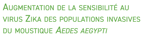 Augmentation de la sensibilit au virus Zika des populations invasives du moustique Aedes aegypti