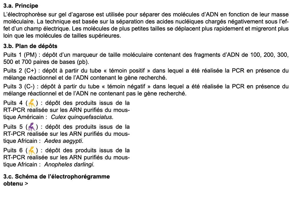 3.a. Principe L’ lectrophor se sur gel d’agarose est utilis e pour s parer des mol cules d’ADN en fonction de leur ma...