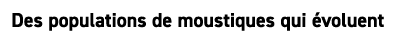 Des populations de moustiques qui voluent 