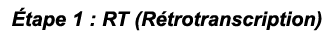  tape 1 : RT (R trotranscription) 