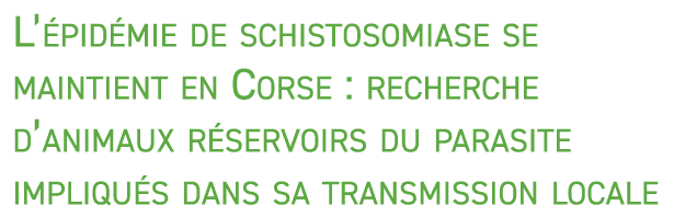 L’ pid mie de schistosomiase se maintient en Corse : recherche d’animaux r servoirs du parasite impliqu s dans sa tra...