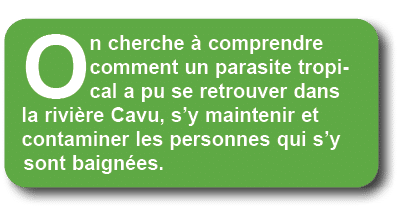 On cherche  comprendre comment un parasite tropical a pu se retrouver dans la rivi re Cavu, s’y maintenir et contami...