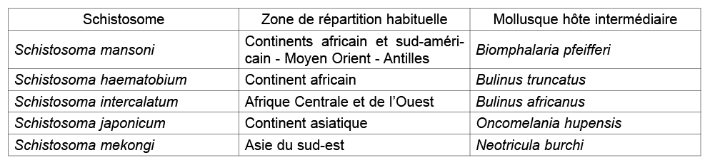 Schistosome,Zone de r partition habituelle,Mollusque h te interm diaire,Schistosoma mansoni,Continents africain et su...