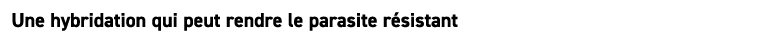Une hybridation qui peut rendre le parasite r sistant