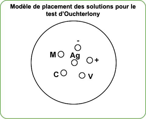 Mod le de placement des solutions pour le test d’Ouchterlony ￼