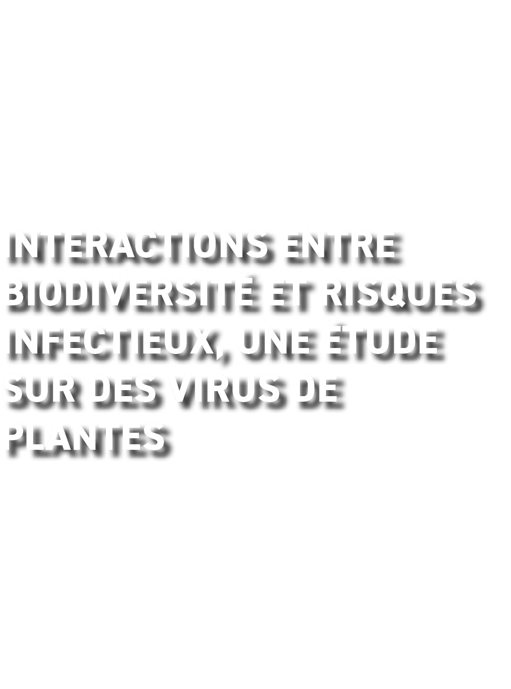 Interactions entre biodiversit et risques infectieux, une  tude sur des virus de plantes 