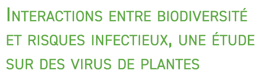 Interactions entre biodiversit et risques infectieux, une  tude sur des virus de plantes 