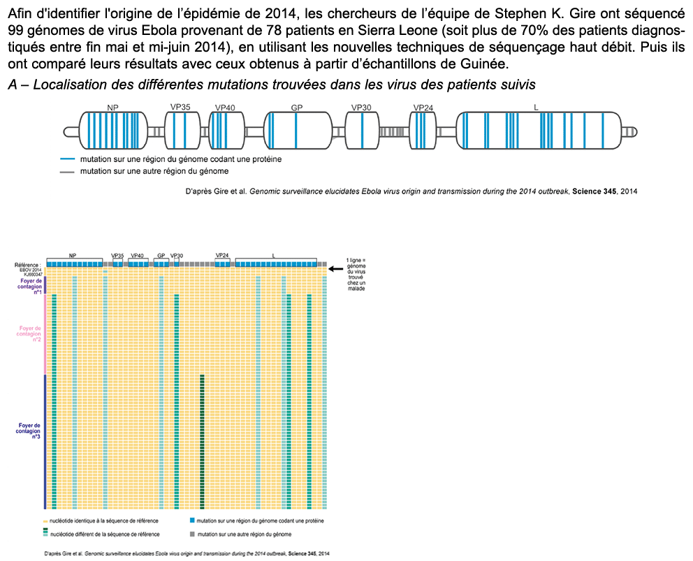 Afin d'identifier l'origine de l’ pid mie de 2014, les chercheurs de l’ quipe de Stephen K. Gire ont s quenc 99 g no...