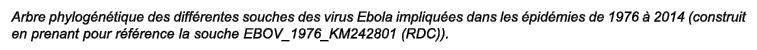 Arbre phylog n tique des diff rentes souches des virus Ebola impliqu es dans les pid mies de 1976   2014 (construit ...