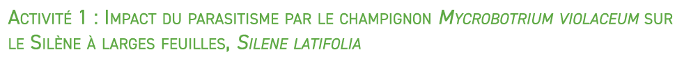 Activit 1 : Impact du parasitisme par le champignon Mycrobotrium violaceum sur le Sil ne   larges feuilles, Silene l...