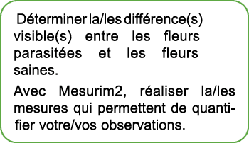 D terminer la/les diff rence(s) visible(s) entre les fleurs parasit es et les fleurs saines. Avec Mesurim2, r aliser ...
