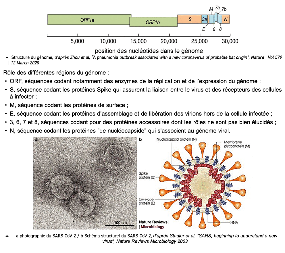 ￼ � Structure du g nome, d’apr s Zhou et al, “A pneumonia outbreak associated with a new coronavirus of probable bat ...