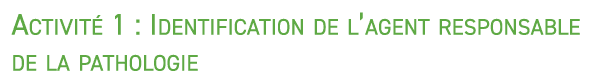 Activit 1 : Identification de l’agent responsable de la pathologie