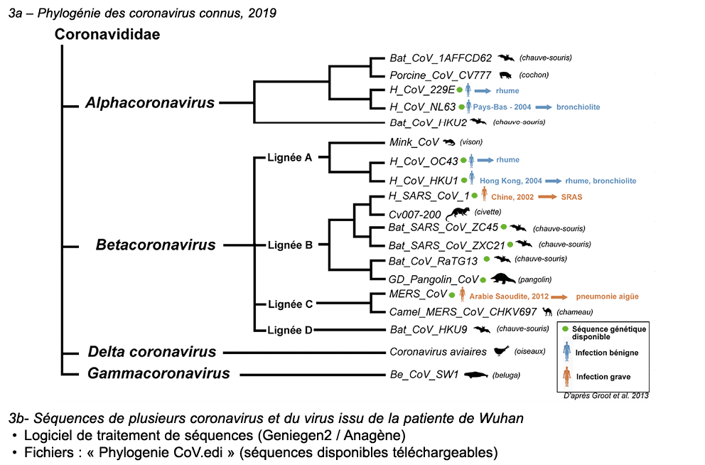 3a – Phylog nie des coronavirus connus, 2019 ￼ 3b S quences de plusieurs coronavirus et du virus issu de la patiente ...