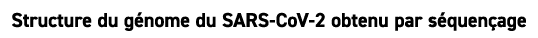 Structure du g nome du SARS CoV 2 obtenu par s quen age 