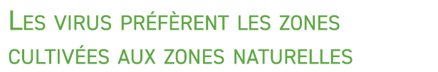 Les virus pr f rent les zones cultiv es aux zones naturelles