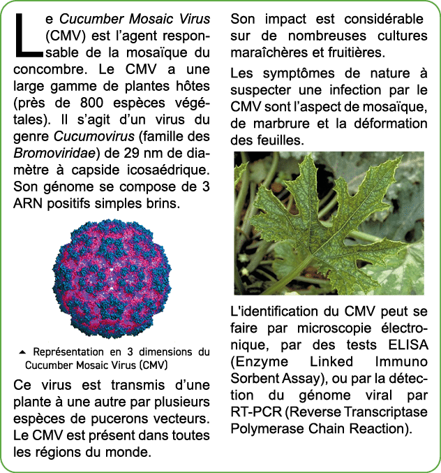 Le Cucumber Mosaic Virus (CMV) est l’agent responsable de la mosa que du concombre. Le CMV a une large gamme de plant...