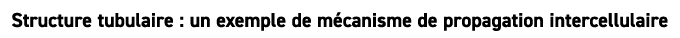 Structure tubulaire : un exemple de m canisme de propagation intercellulaire