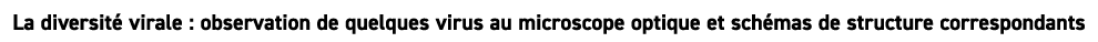 La diversit virale : observation de quelques virus au microscope optique et sch mas de structure correspondants