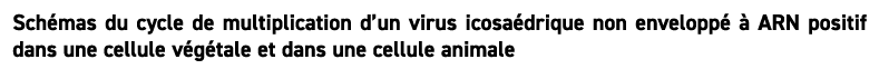 Sch mas du cycle de multiplication d’un virus icosa drique non envelopp   ARN positif dans une cellule v g tale et d...