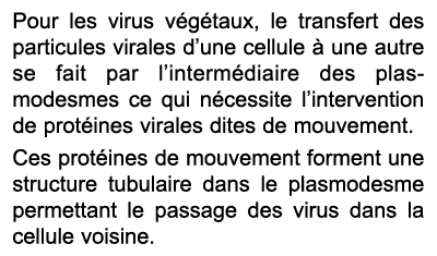 Pour les virus v g taux, le transfert des particules virales d’une cellule  une autre se fait par l’interm diaire de...