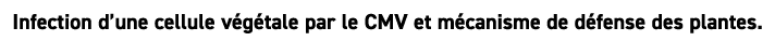 Infection d’une cellule v g tale par le CMV et m canisme de d fense des plantes. 