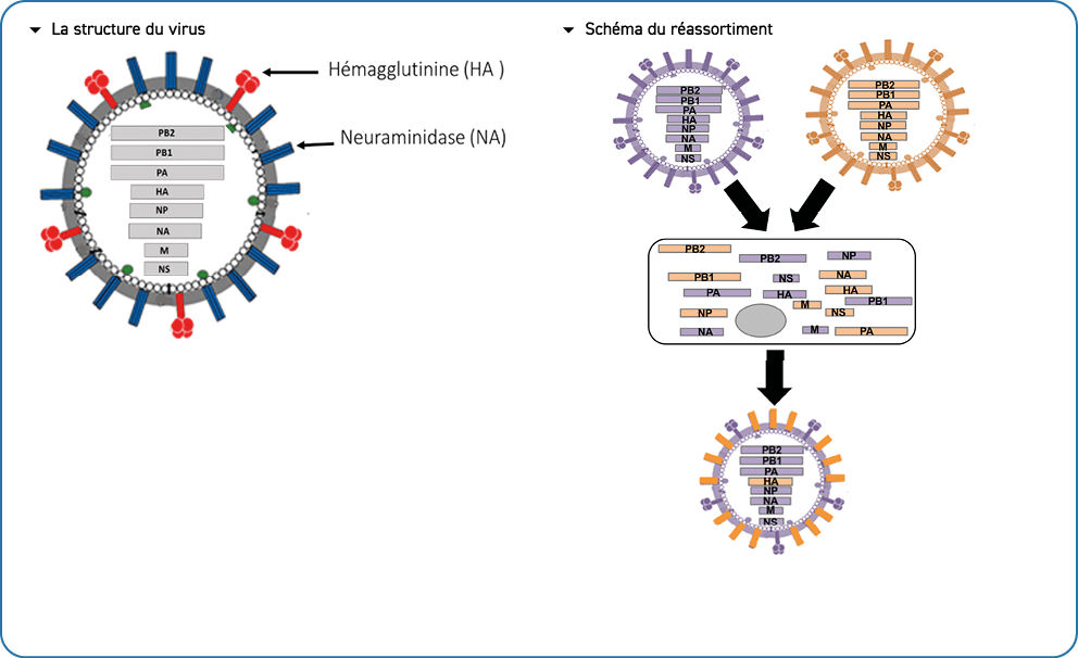  � La structure du virus ￼ � Sch ma du r assortiment ￼