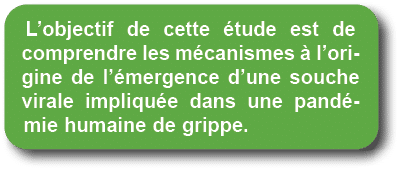 L’objectif de cette tude est de comprendre les m canismes   l’origine de l’ mergence d’une souche virale impliqu e d...