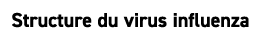 Structure du virus influenza