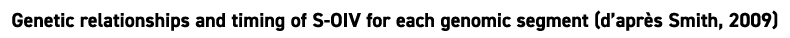 Genetic relationships and timing of S OIV for each genomic segment (d’apr s Smith, 2009)