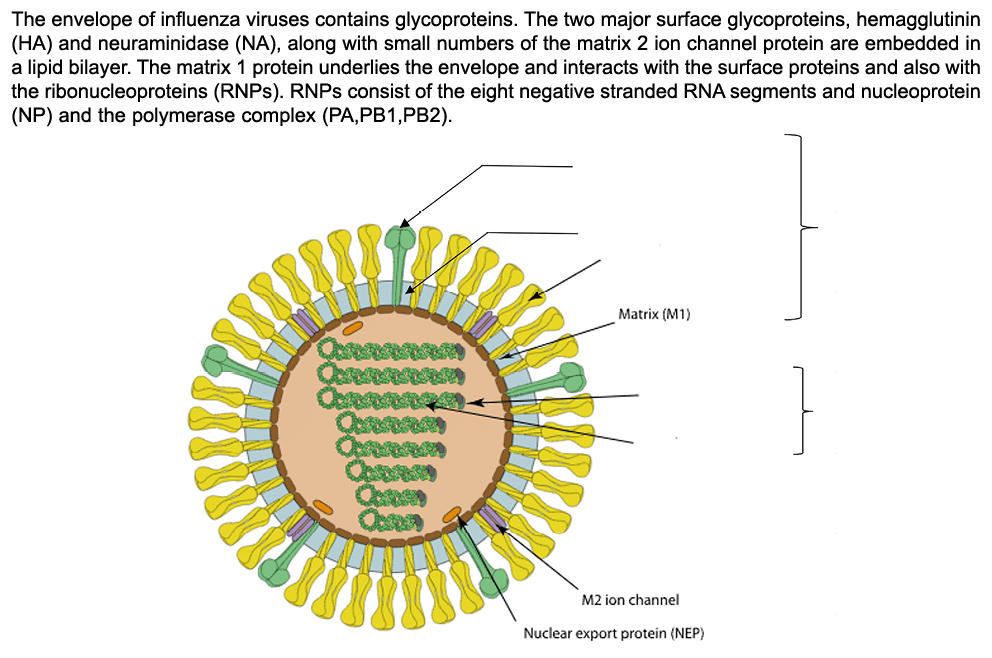 The envelope of influenza viruses contains glycoproteins. The two major surface glycoproteins, hemagglutinin (HA) and...