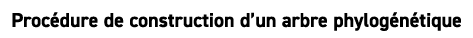 Proc dure de construction d’un arbre phylog n tique