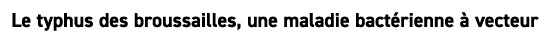 Le typhus des broussailles, une maladie bact rienne  vecteur 