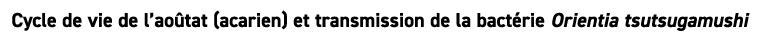 Cycle de vie de l’ao tat (acarien) et transmission de la bact rie Orientia tsutsugamushi