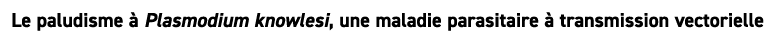 Le paludisme  Plasmodium knowlesi, une maladie parasitaire   transmission vectorielle