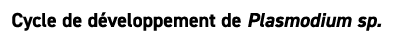 Cycle de d veloppement de Plasmodium sp.