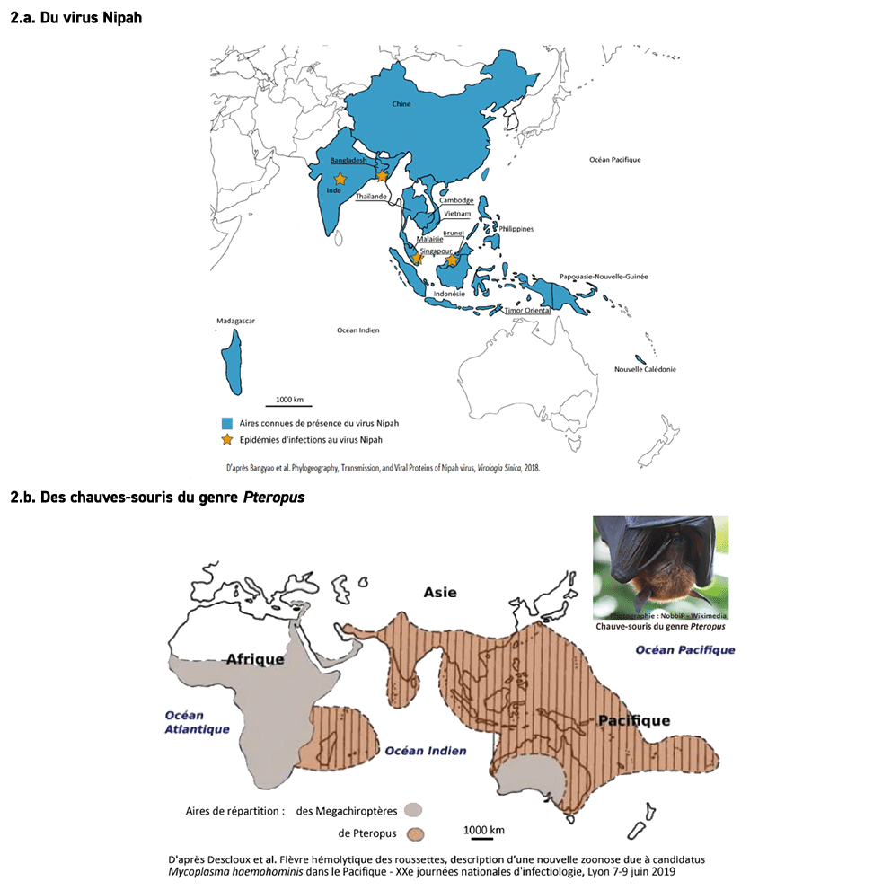 2.a. Du virus Nipah ￼ 2.b. Des chauves souris du genre Pteropus ￼