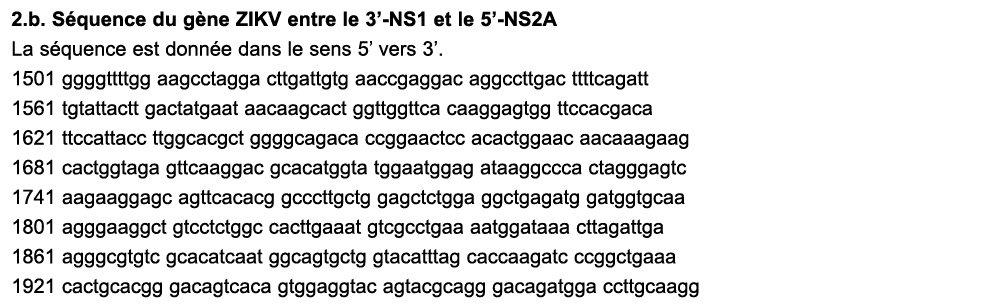 2.b. S quence du g ne ZIKV entre le 3’ NS1 et le 5’ NS2A La s quence est donn e dans le sens 5’ vers 3’. 1501 ggggttt...