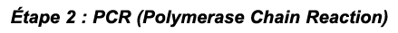  tape 2 : PCR (Polymerase Chain Reaction)