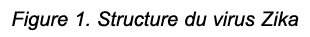 Figure 1. Structure du virus Zika 