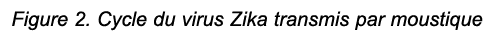 Figure 2. Cycle du virus Zika transmis par moustique