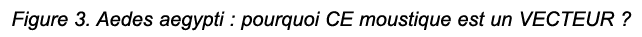 Figure 3. Aedes aegypti : pourquoi CE moustique est un VECTEUR ?